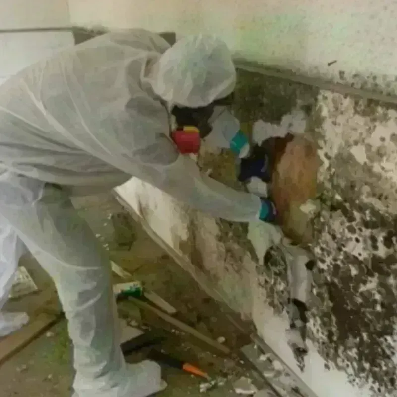 Mold Remediation and Removal in Whitehouse, OH